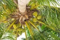 Coconut sheath, tree trunk bark, cluster of young fruit green coconuts hanging on tree top, lush green foliage branch at tropical