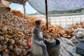 Preparing coconut in factory for burning. Woman opening the coconut to remove liquid and fruit.