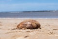 Coconut Shell On A Beach Royalty Free Stock Photo