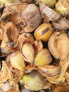 Coconut shell Royalty Free Stock Photo
