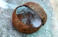 coconut shell