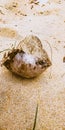 Coconut shell a different view , from Valiyaparamba Beach Royalty Free Stock Photo