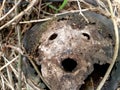 coconut shell that resembles a human head