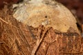 Coconut without shell Royalty Free Stock Photo