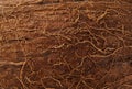 Coconut shell texture Royalty Free Stock Photo