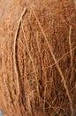 Coconut shell texture natural background. Royalty Free Stock Photo