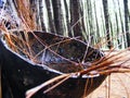 Coconut shell is used to accommodate pine sap Royalty Free Stock Photo