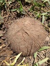 Coconut shells can be used woodfire