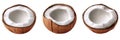 Coconut shells, detailed view, three stages of coconut, outer shell, inner flesh, texture, natural design, isolated on