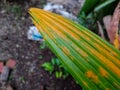 Coconut shoot leaves are starting to turn yellow