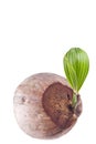 Coconut shoot seedlings are growing sprout on white background planting agriculture isolated Royalty Free Stock Photo