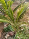 Coconut shoots that are still small are very suitable to be used as ornamental plants in the yard
