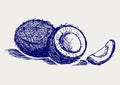 Coconut sketch