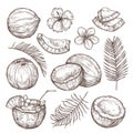 Coconut sketch. Drawing nature, hand drawn half exotic nuts. Isolated tasty raw coco, tropical palm leaves beach