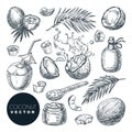 Coconut sketch vector illustration. Broken coco nuts with milk splashes and palm leaves. Hand drawn design elements