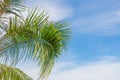 Coconut sky background Royalty Free Stock Photo