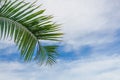 Coconut sky background Royalty Free Stock Photo