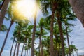 Coconut sky background Royalty Free Stock Photo