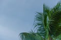 Coconut sky background Royalty Free Stock Photo