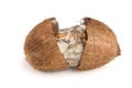 Coconut spoiled with mold isolated on white background Royalty Free Stock Photo