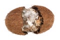 Coconut spoiled with mold isolated on white background. Top view Royalty Free Stock Photo