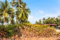 Coconut Sprout Ready To Germinate Royalty Free Stock Photo