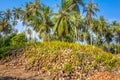 Coconut Sprout Ready To Germinate Royalty Free Stock Photo