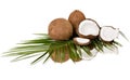 Coconut Royalty Free Stock Photo