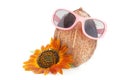 Coconut with sunflower in a sunglasses Royalty Free Stock Photo