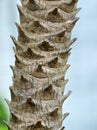 Coconut texture background Royalty Free Stock Photo