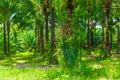 Coconut thai farm in Krabi Royalty Free Stock Photo