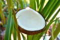 Coconut