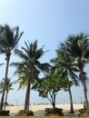 Coconut tree