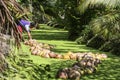 Coconut transpotion in canal