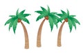 Coconut tree Royalty Free Stock Photo