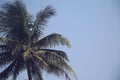 Coconut trees with blue background Royalty Free Stock Photo