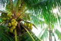 Coconut Tree Royalty Free Stock Photo