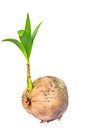 Coconut Tree. Royalty Free Stock Photo