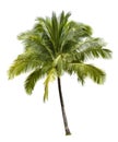 Coconut tree Royalty Free Stock Photo
