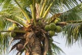 Coconut tree