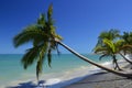 Coconut tree that accompanies the edge of the tide