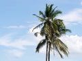 Coconut tree against with blue sky and white cloud Royalty Free Stock Photo