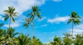 Coconut tree against blue sky and white clouds. Summer and paradise beach concept. Tropical coconut palm tree. Summer vacation Royalty Free Stock Photo