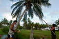 Coconut Tree Agriculture in Aitutaki Lagoon Cook Islands