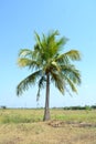 Coconut tree in agriculture field Royalty Free Stock Photo