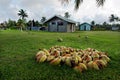 Coconut Tree in Aitutaki Lagoon Cook Islands