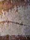 Coconut Tree Bark Close-up Royalty Free Stock Photo