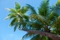 The coconut tree on beach