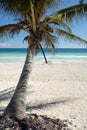 Coconut tree on beach