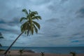 Coconut tree on beach with cloudy sky background over sea water at Ban Krut beach ,Prachuoapkirikhun south of Thailand. Royalty Free Stock Photo